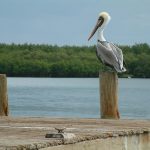 SebastianInletBrownPelican