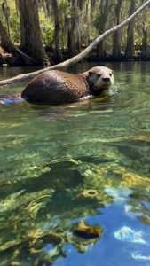 An Otter Swimming in the Springs along the Suwannee River