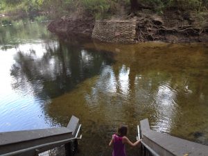 Lafayette Blue Springs State Park - When the river was high 2014